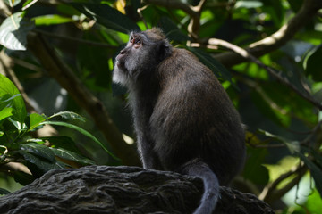 Long-tailed Macaque
