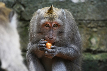 Long-tailed Macaque