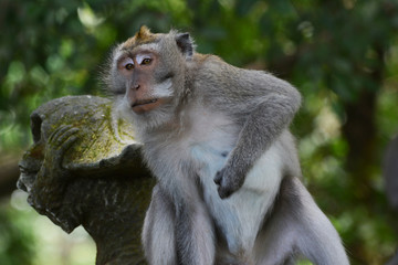 Long-tailed Macaque
