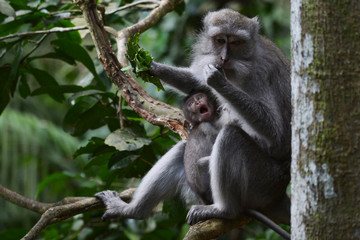 Naklejka na ściany i meble Mother and Baby Long-tailed Macaque