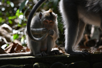 Long-tailed Macaque