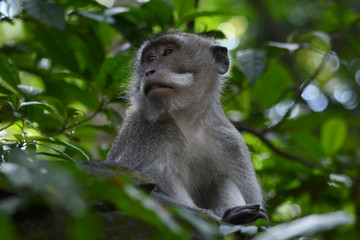 Long-tailed Macaque