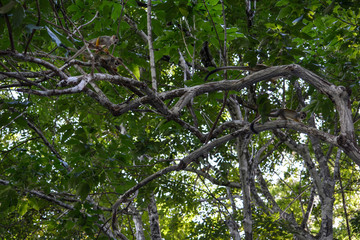 Image from Manaus - AM in Brazil