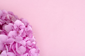 Layout from pink hydrangea flower on bright background