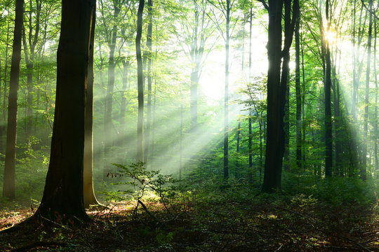 Fototapeta Beautiful sunrise in forest