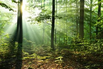 Fototapete Wälder Schöner Sonnenaufgang im Wald