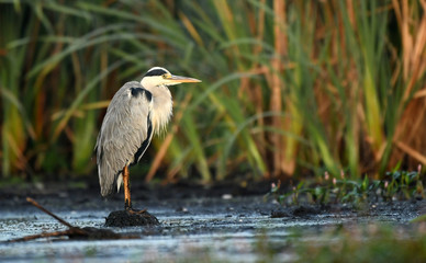 Grey heron (Ardea cinerea)