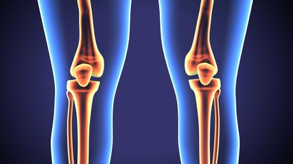 3d rendered anatomy illustration of a human knee
