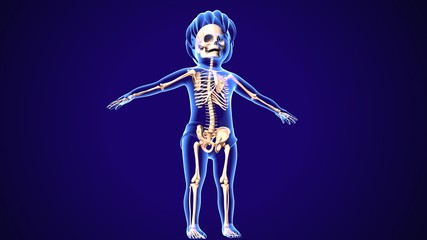 3d rendered illustration of a human skeleton
