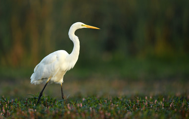 Obraz na płótnie Canvas Great white egret (Egretta alba)