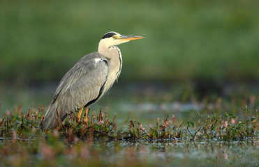 Grey heron (Ardea cinerea)