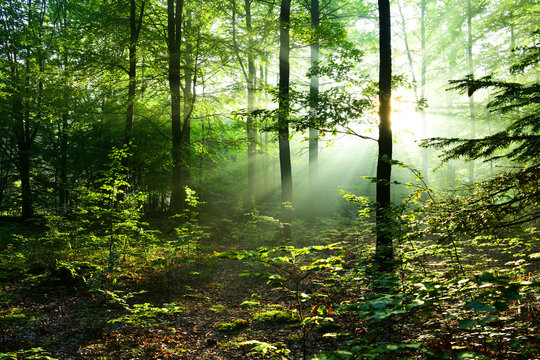 Fototapeta Beautiful sunrise in forest