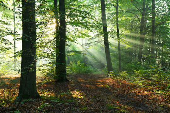 Fototapeta Beautiful sunrise in forest