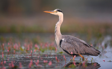 Grey heron (Ardea cinerea)
