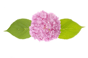 Fototapeta na wymiar Layout from pink hydrangea flower on bright background