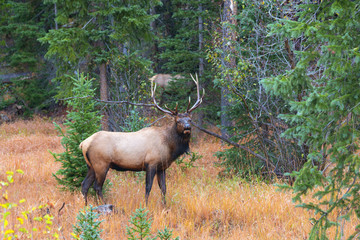 Willdlife in Rocky Mountain National Park