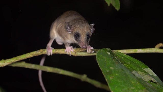 A tiny Mouse Opossum (Marmosa sp.) on the branch of a shrub in the rainforest in the Ecuadorian Amazon at night.