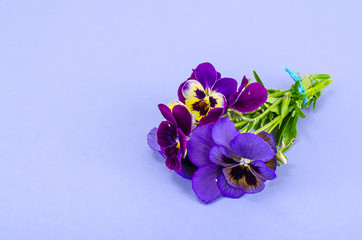 Little bouquet of Viola tricolor