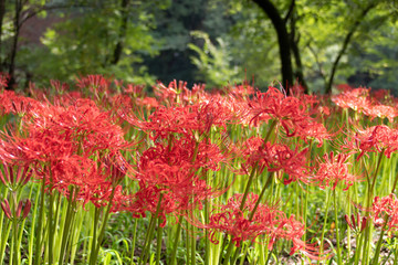 巾着田の曼珠沙華