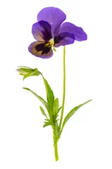 Papier Peint photo Lavable Pansies Viola tricolore var. hortensis sur fond blanc