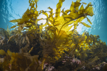 Seaweed © divedog