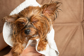 Dog hairdresser, wiping a dog with a towel