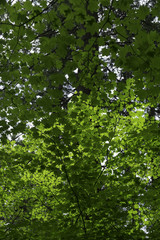 Tree leaves against sky 