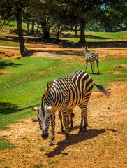 Zebra grazing