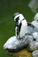 Pinguin 