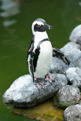 Pinguin 
