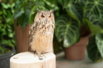 Eagle owl, also called a rock eagle owl or bengal eagle owl (Bubo bengalensis) sitting on tree trunk staring with angry face.