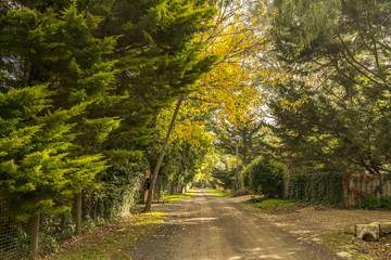 Country road in Autumn with afternoon sunlight on golden leaves