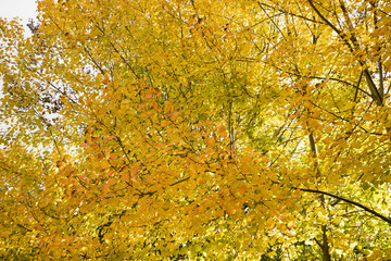 Golden Autumn leaves in Mount Macedon near Melbourne Victoria, Australia