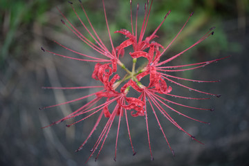 彼岸花 cluster amaryllis