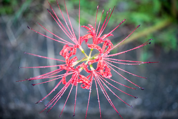 彼岸花 cluster amaryllis