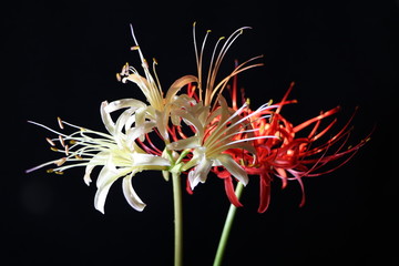 ヒガンバナ(紅白) red spider lily(red and white)