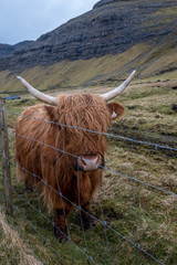 Furry cow in field