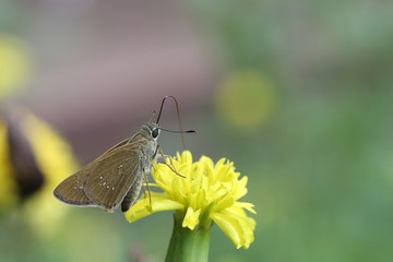 Butterfly and marigold, close up