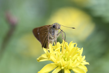 Butterfly and marigold, close up