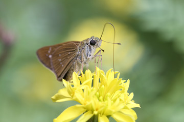 Butterfly and marigold, close up