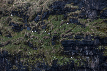 Fototapeta na wymiar birds in faeroe cliffs