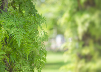 Fern plant and leafs with blurred   background