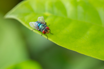 Naklejka premium Blow fly is on the green leaf.