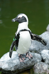 Naklejka premium Pinguin 