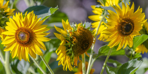 Obraz premium Vibrant sunflowers blooming in the sunlight