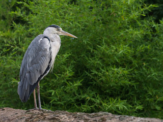  Close-up of blue Heron (Ardea herodias)