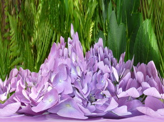 Purple Green Hydrangea Flower Abstract Background. Nature abstract rendered from photo of purple hydrangea blooms and green leaves shows close-up detail, and fractal distortion adds a stylized effect.