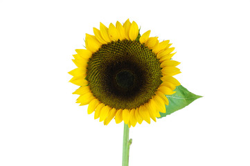 Obraz premium Single sunflower isolated on white background