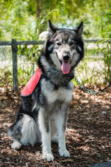 Beautiful Service Dog