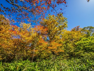Fototapeta premium It is a scenic autumn landscape. I shot at Oze in Japan's national park. It is colorful autumn leaves.